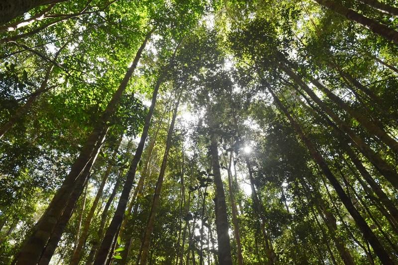 Kelompok Tani Indigo Temanggung